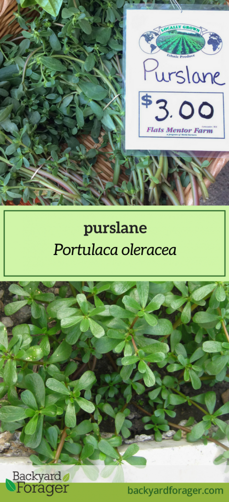 purslane