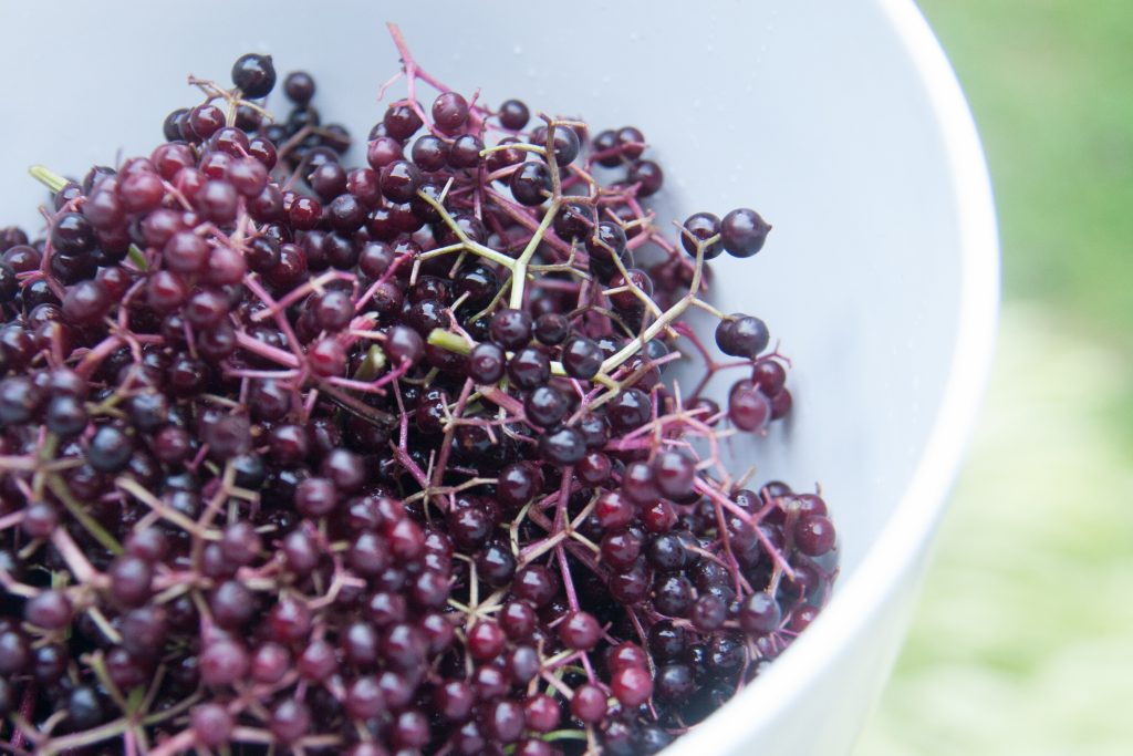These elderberries are perfectly ripe.