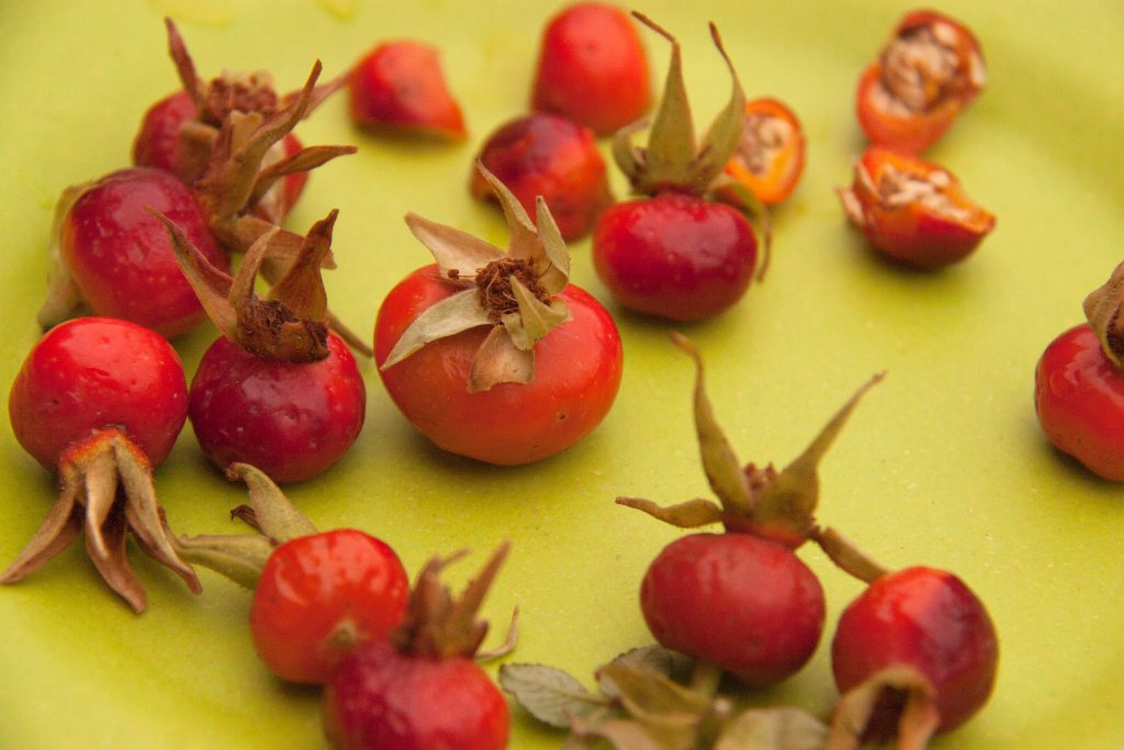 Rose Hips: When, How, and Why to Harvest