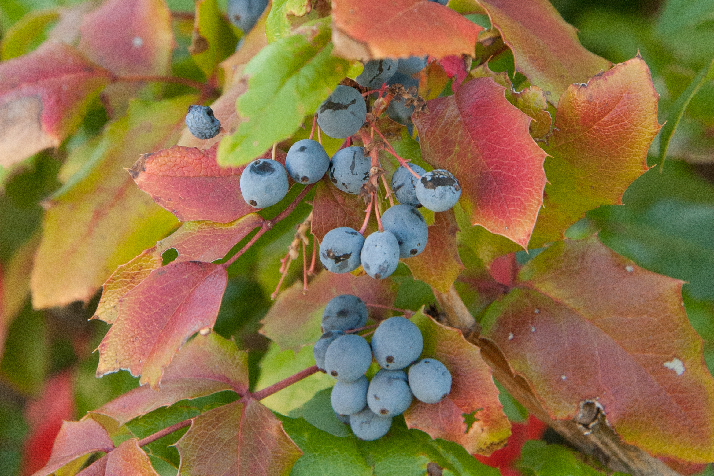Oregon Grape (aka Mahonia); This Fruit Packs a Sour Punch