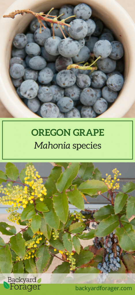 Oregon grape fruit