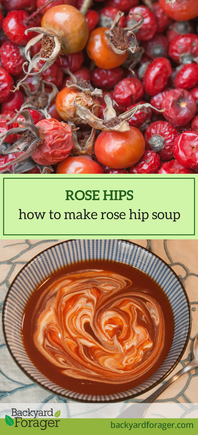 Rose Hip Soup Recipe (the Swedes call it Nyponsoppa) - Backyard Forager
