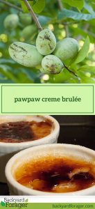 pawpaw creme brulée