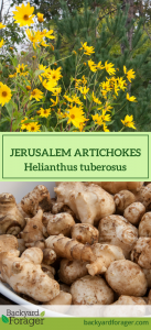 Jerusalem artichokes