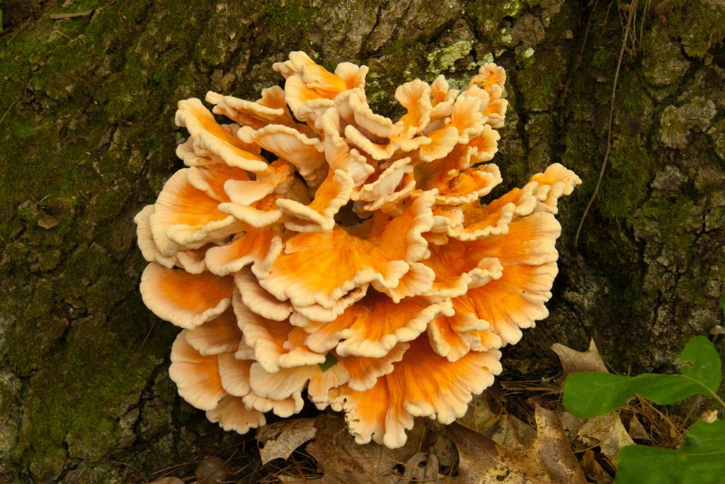 Chicken Of The Woods Mushrooms Backyard Forager