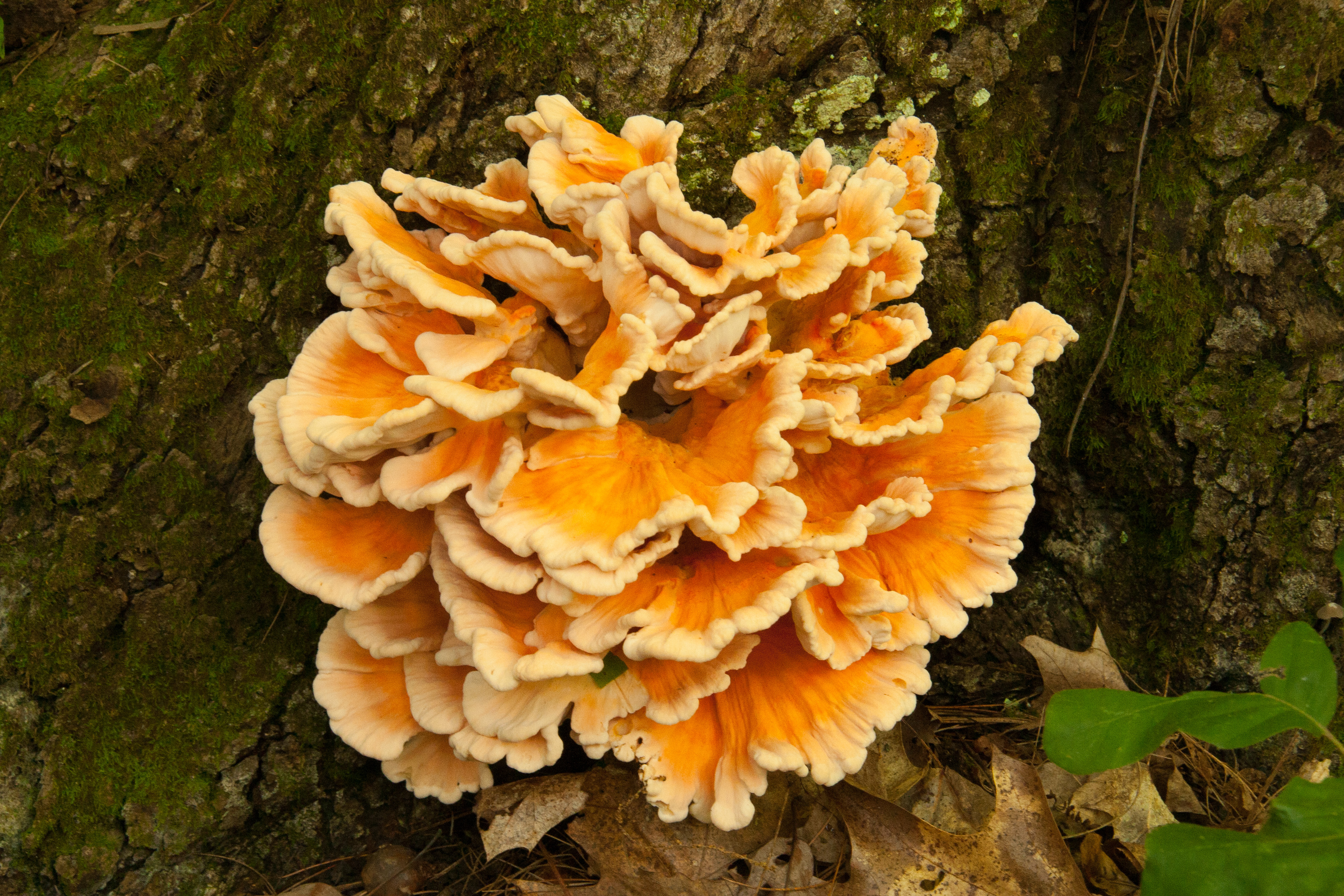 Chicken Of The Woods Chicken Of The Woods