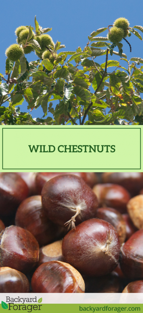 wild chestnuts