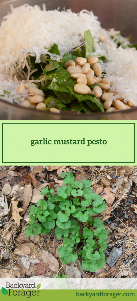 Garlic Mustard Pesto A Classic Forager s Recipe Backyard Forager garlic-mustard-pesto-a-classic-forager-s-recipe-backyard-forager