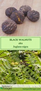 black walnuts