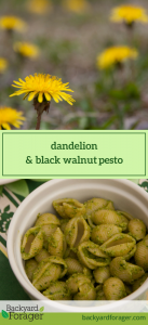 dandelion & black walnut pesto