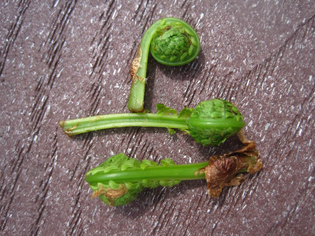 fiddlehead ferns identification