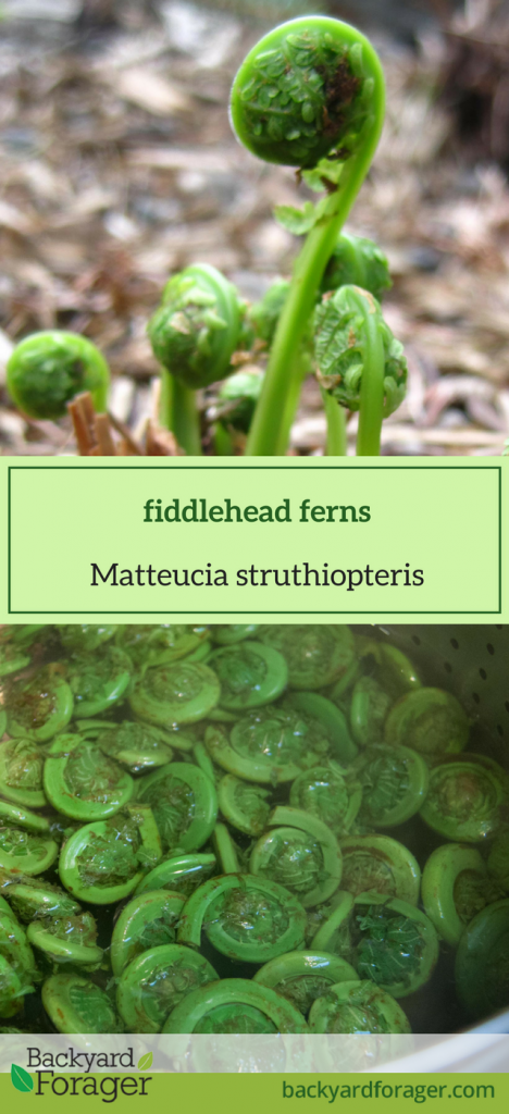 fiddlehead ferns