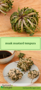 musk mustard tempura