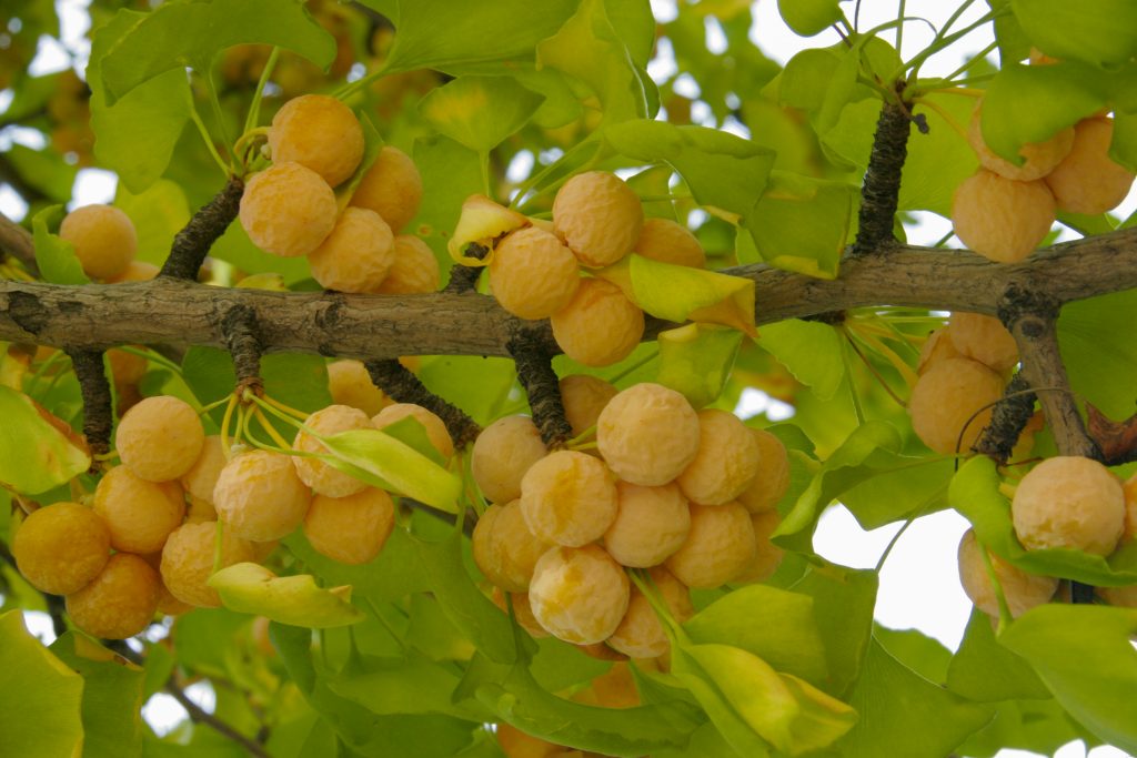 ginkgo fruits