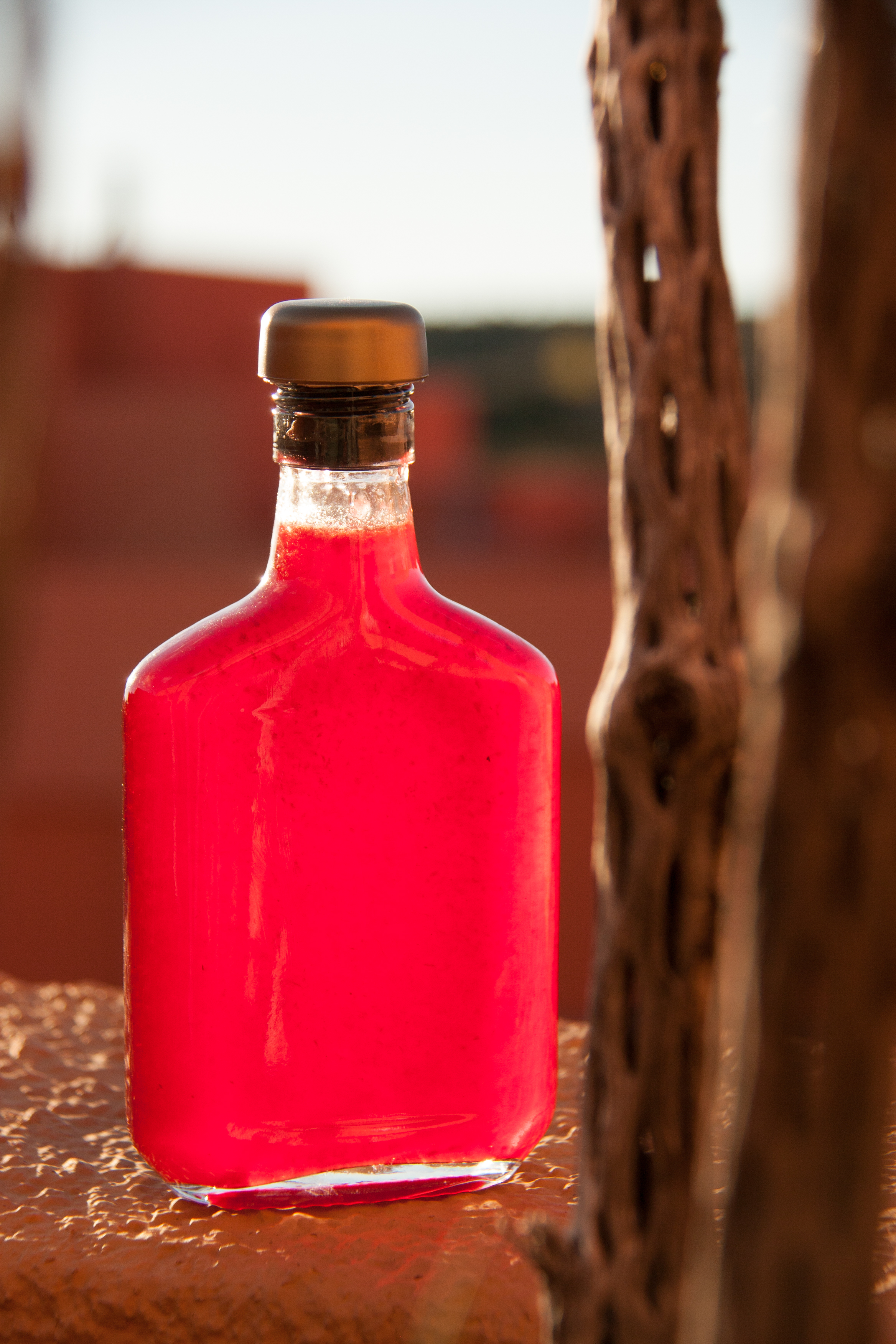 Prickly Pear Syrup Recipe (and a How-to Video!)