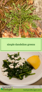 simple dandelion greens