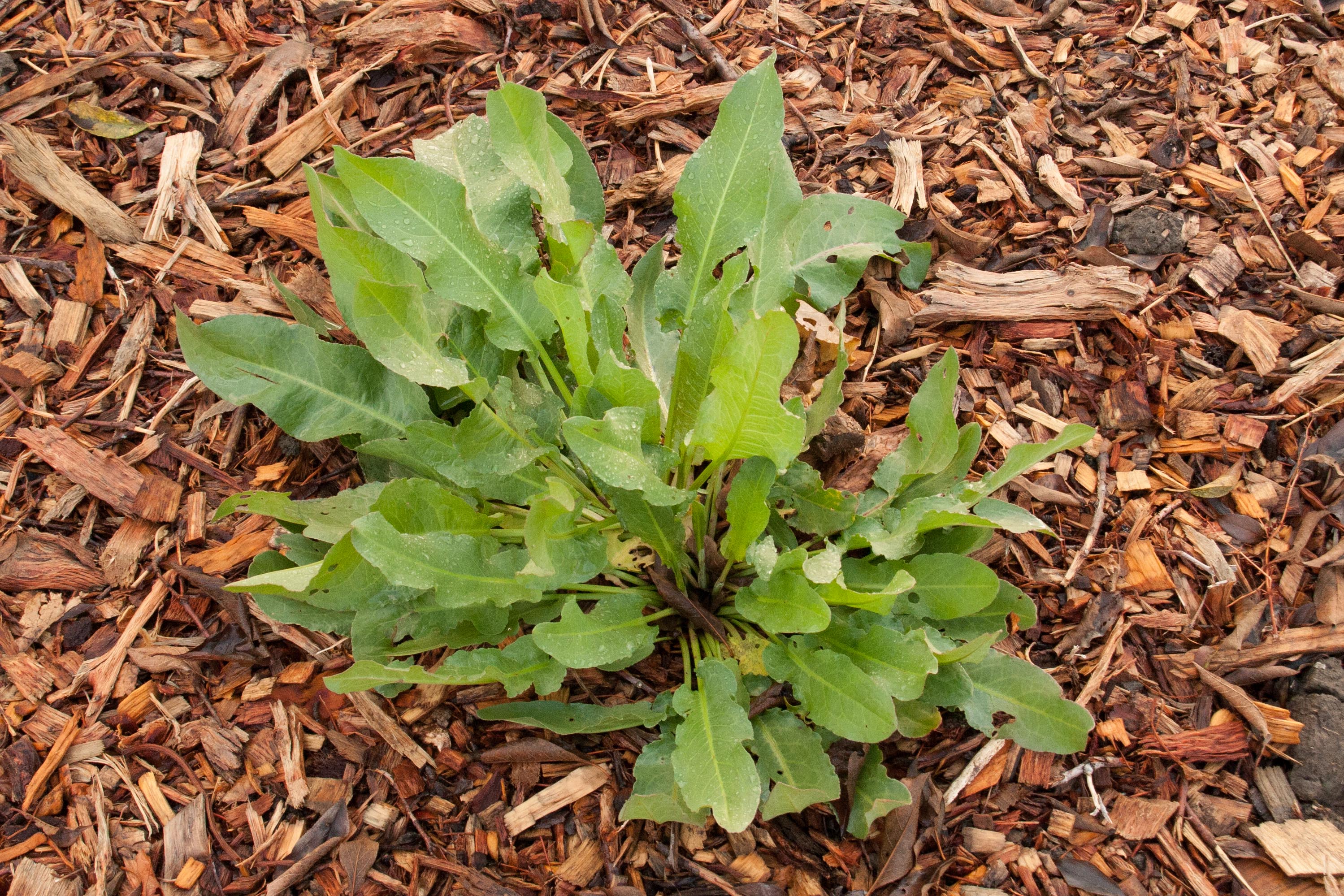 Yellow Dock Plant