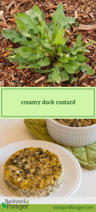 creamy dock custard