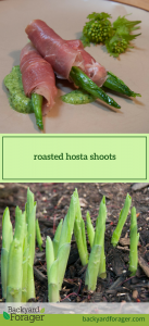 roasted hosta shoots