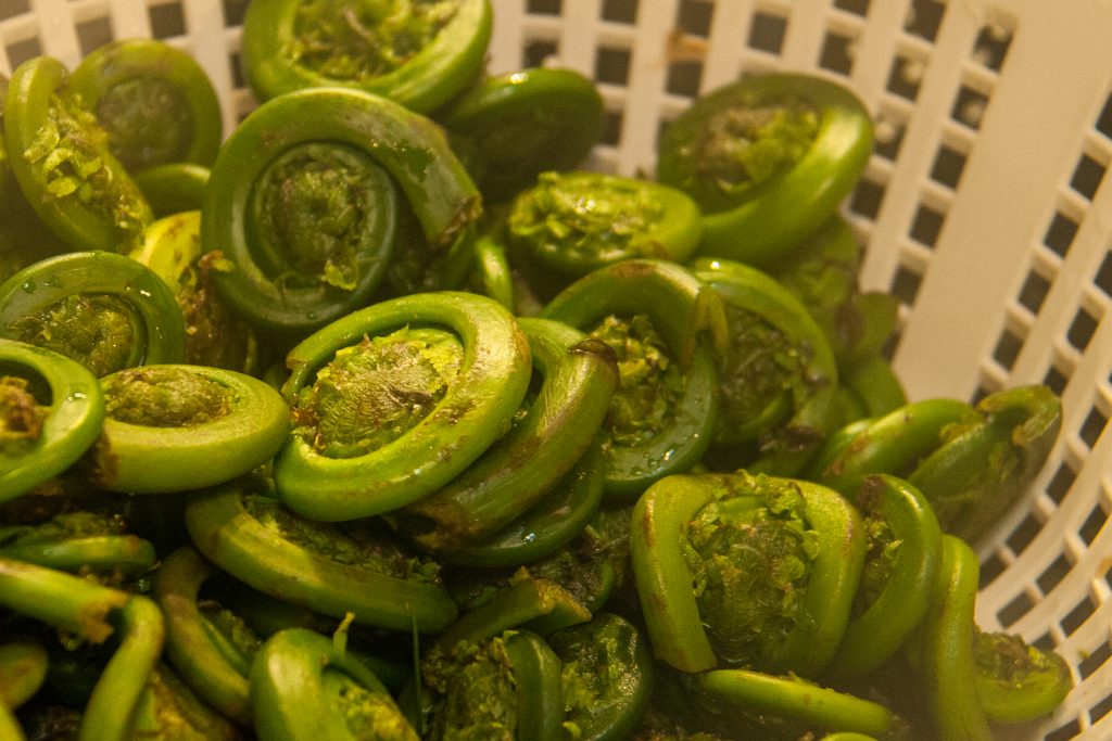 fiddleheads