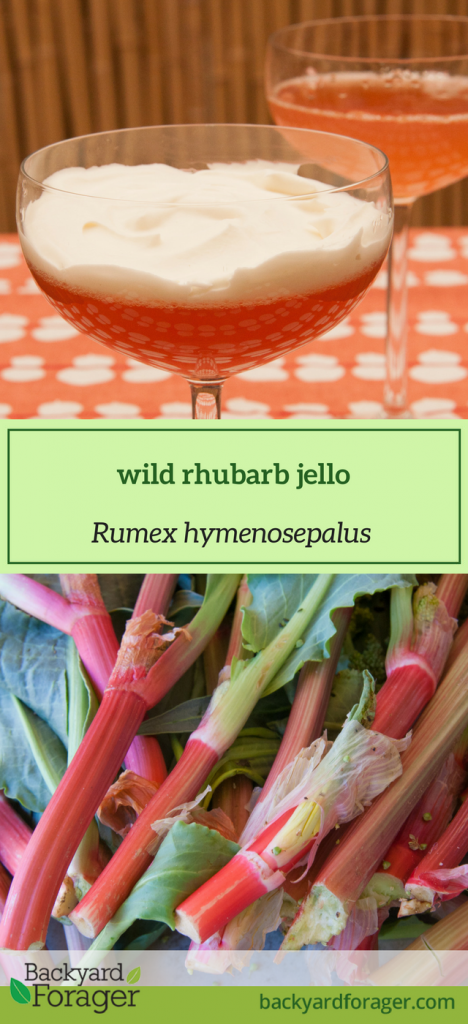 wild rhubarb jello