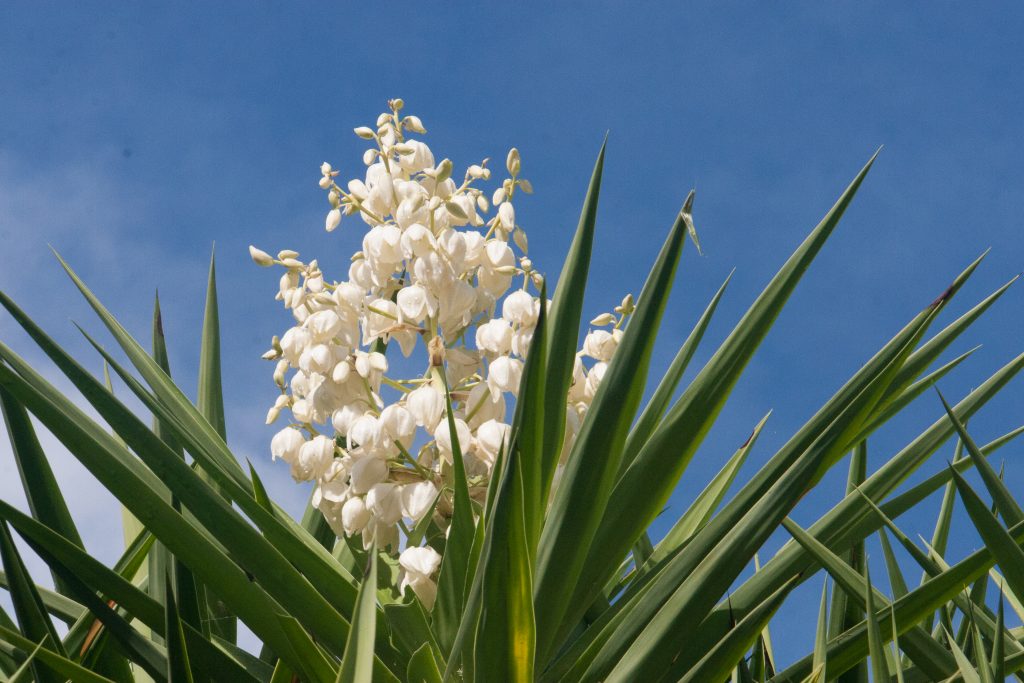 Edible Flowers, Root Grow Bloom