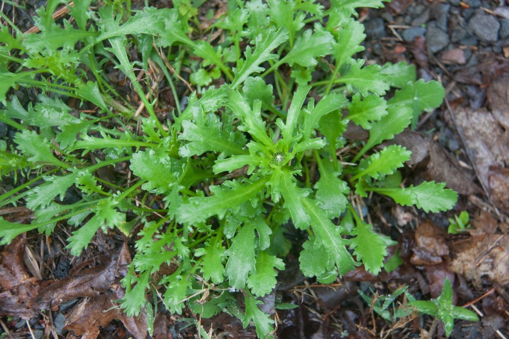 oxeye daisy foliage