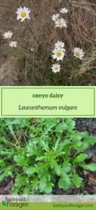 oxeye daisy