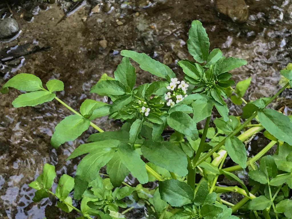 Watercress: a Spicy Green Treasure - Backyard Forager