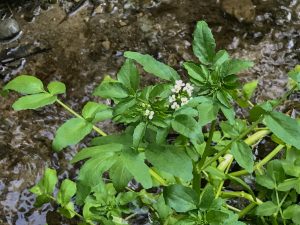 watercress