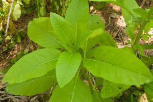 Phytolacca americana