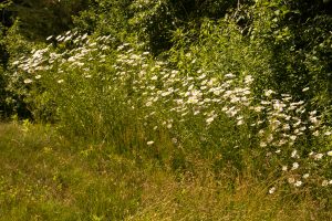 Leucanthemum vulgare