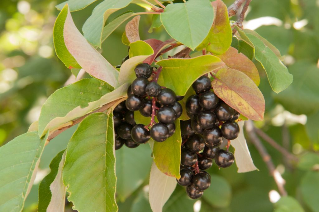 perfectly ripe chokecherries