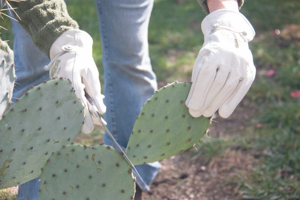 how to cut prickly pear pads