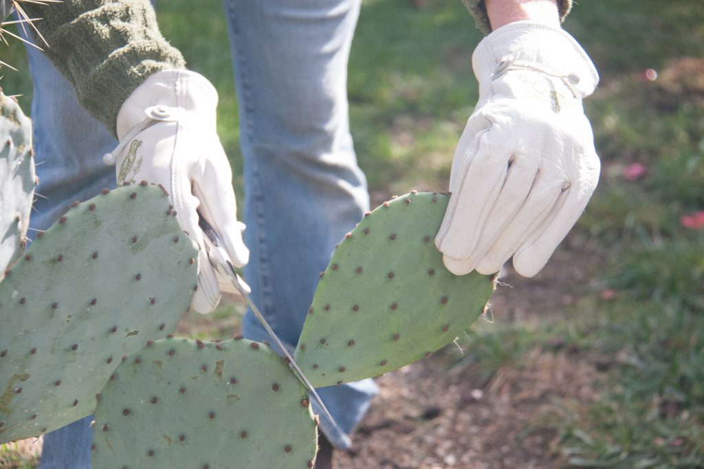 Prickly Pear Cactus (aka Opuntia species) - Backyard Forager