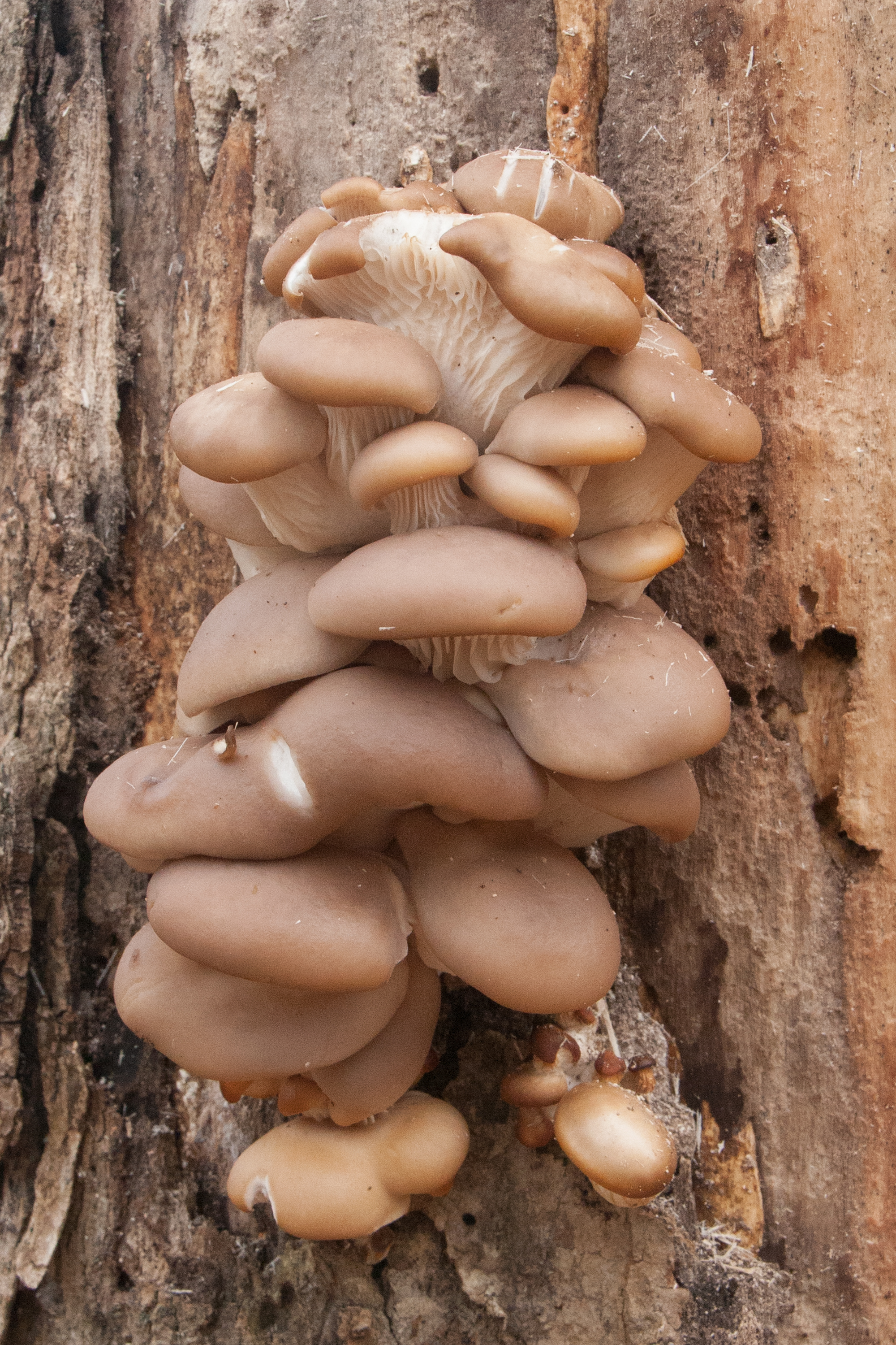 Oyster Mushrooms (aka Pleurotus ostreatus)