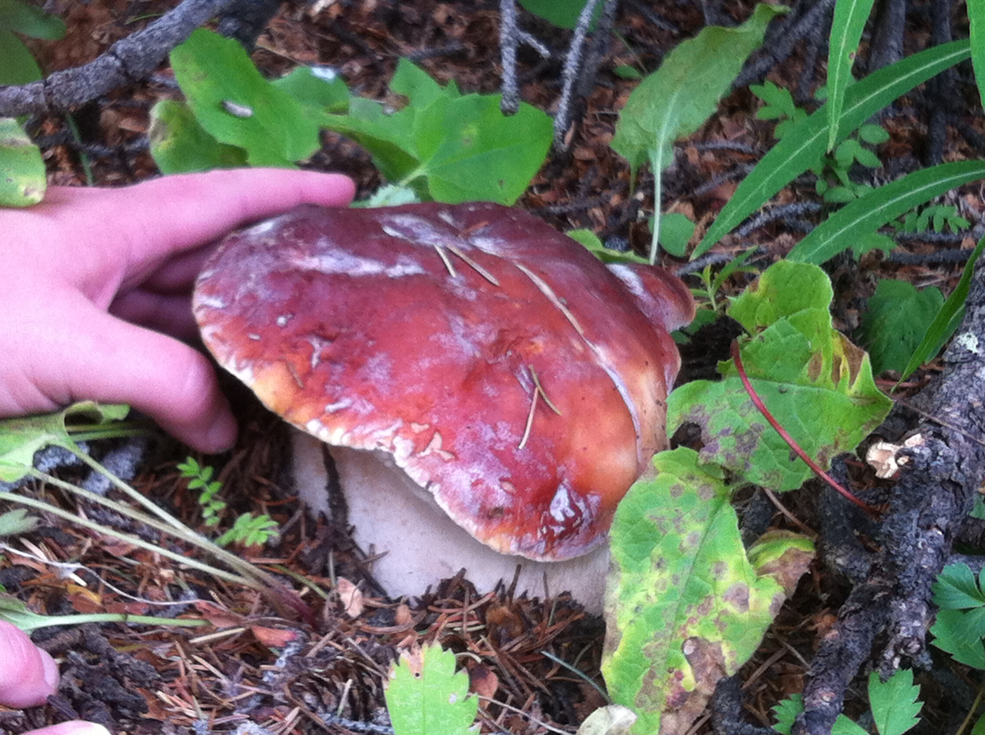 Boletus edulis (aka Porcini): The King of Mushrooms