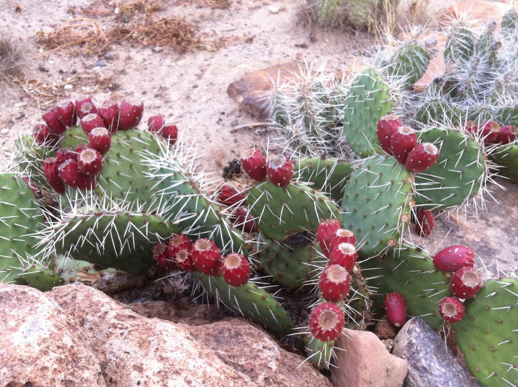 Prickly Pear Cactus (aka Opuntia species) Backyard Forager