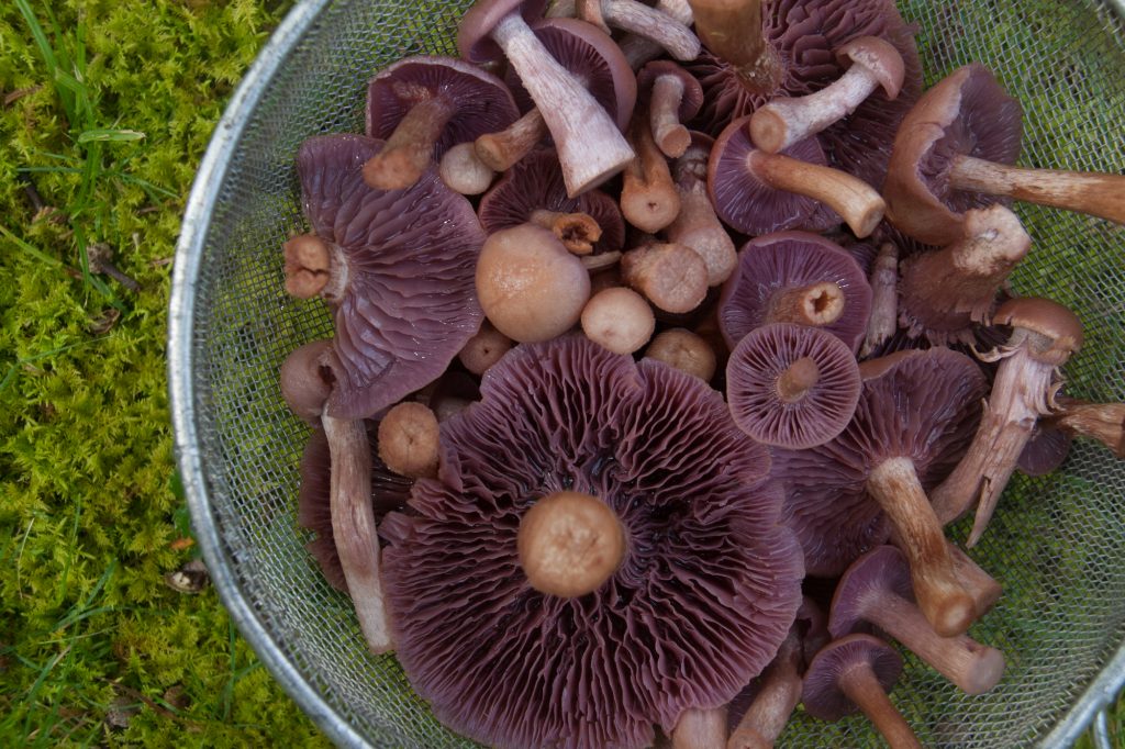 how to preserve your mushroom harvest