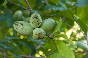 pawpaws on the tree