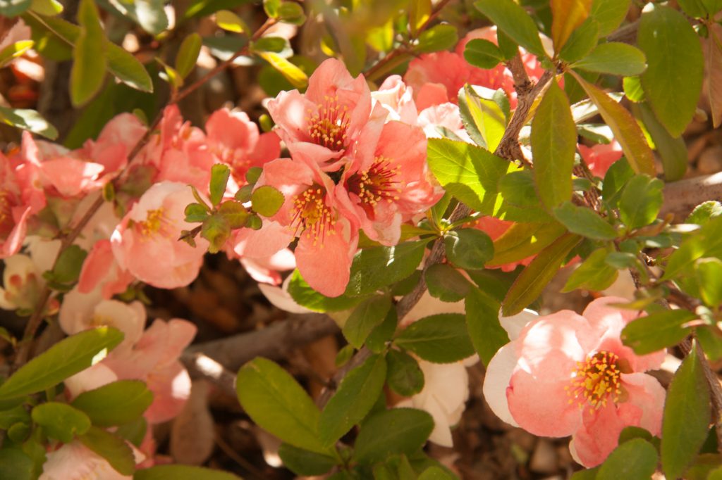 flowering quince fruit