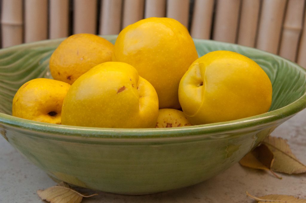 can you eat red flowering quince fruit