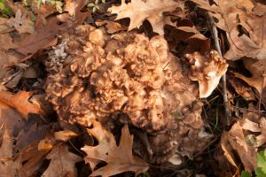 hen of the woods