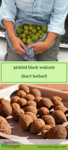 pickled black walnuts