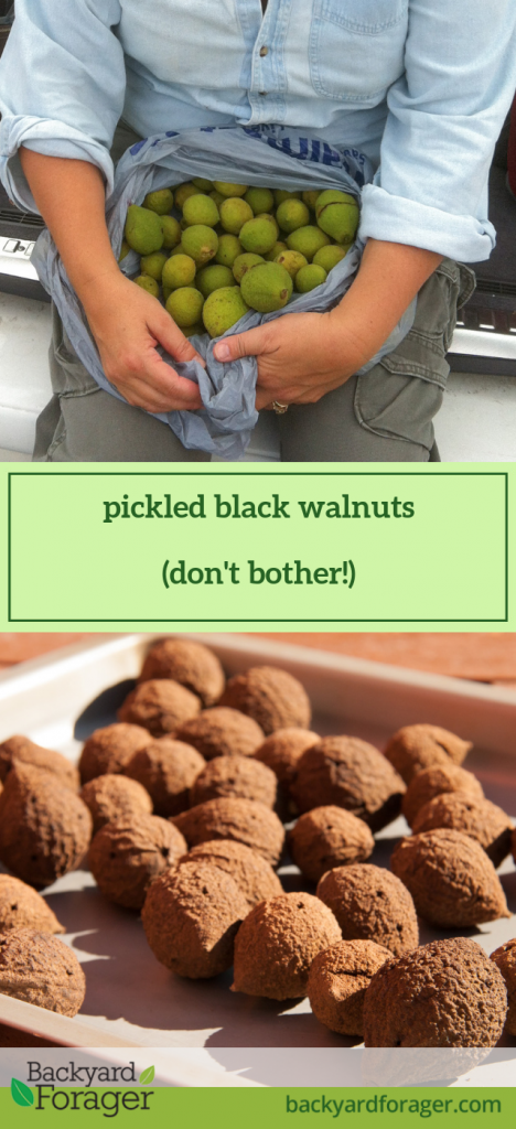 pickled black walnuts