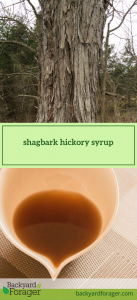 shagbark hickory