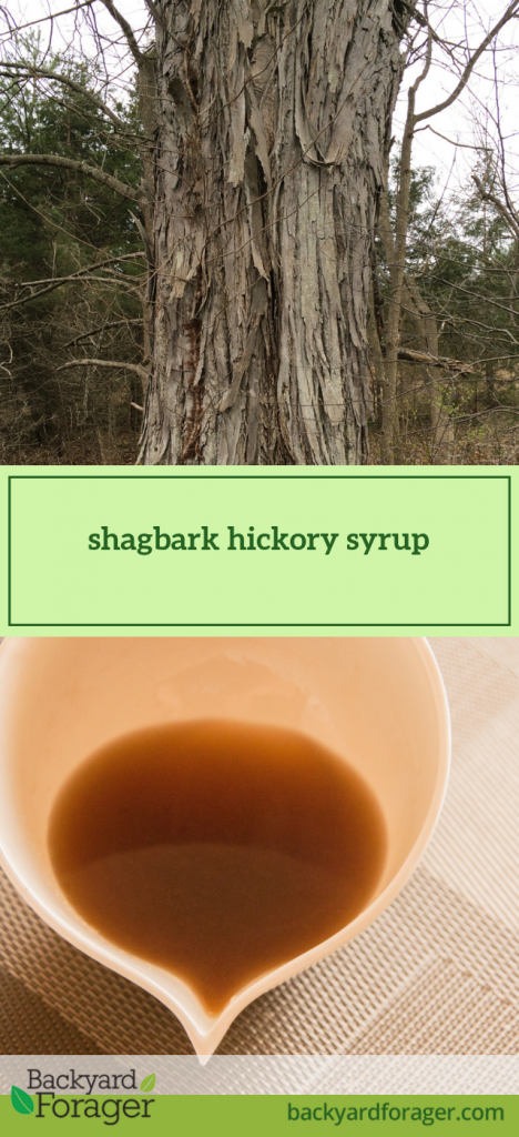 shagbark hickory