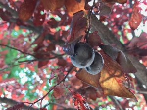 purple leaf plum