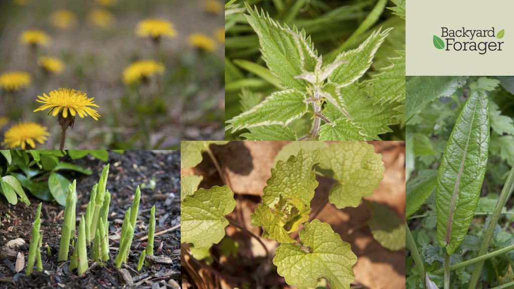 five early spring greens