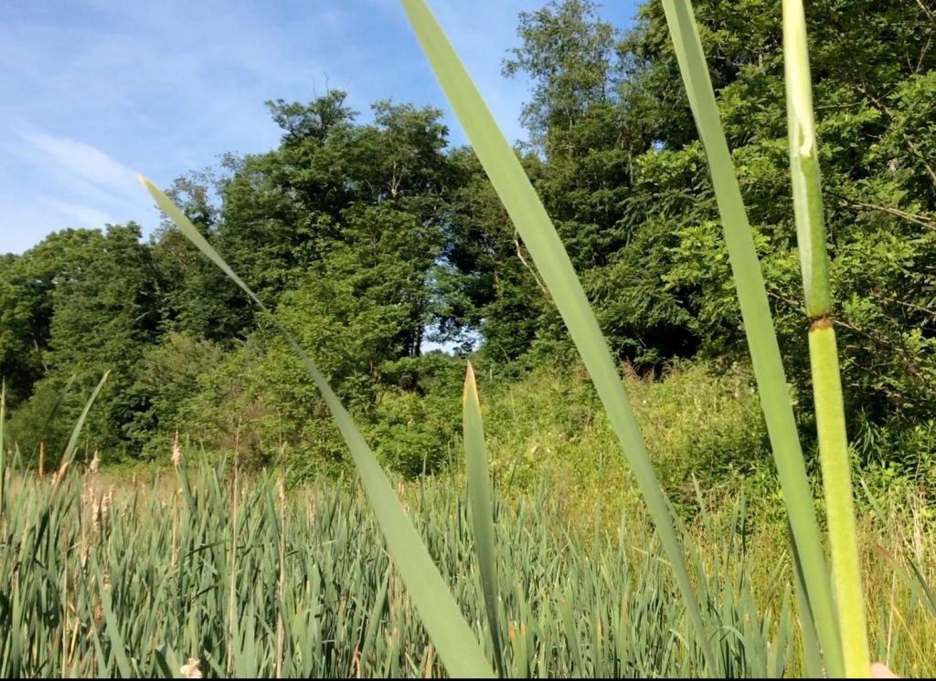 cattail flowers